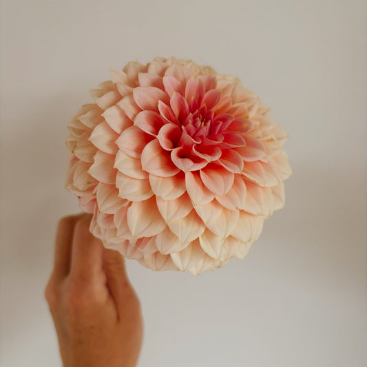 Salmon Joy Dahlia Tuber