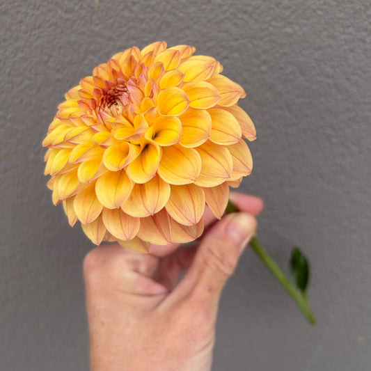Parklea KB Dahlia Tuber