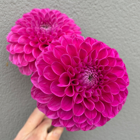 Mary's Jomanda Dahlia Tuber