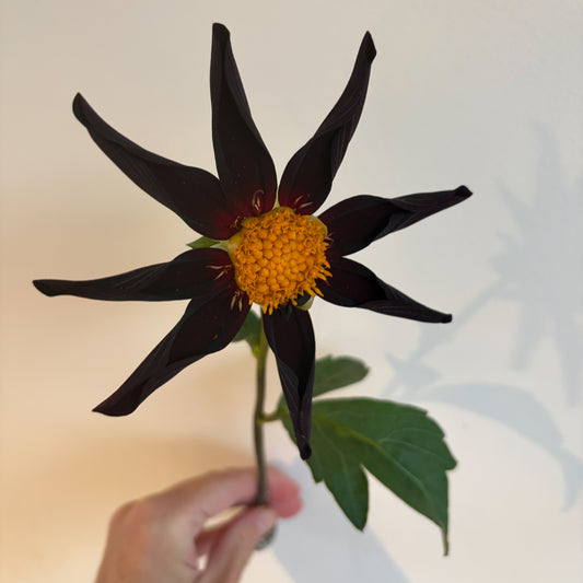 Verrone's Obsidian Dahlia Tuber