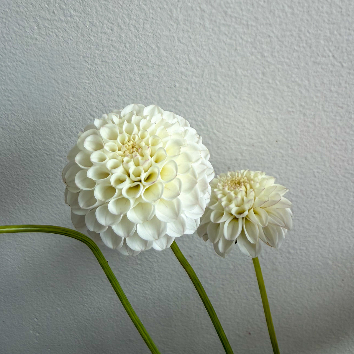 Glenbank Little Angel Dahlia Tuber