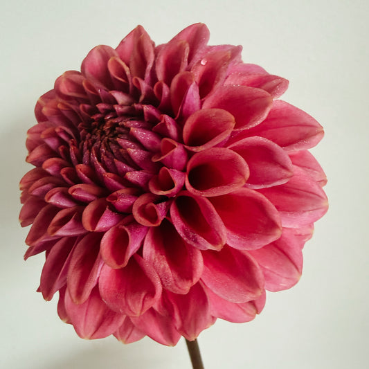 Winkie Truffle Dahlia Tuber