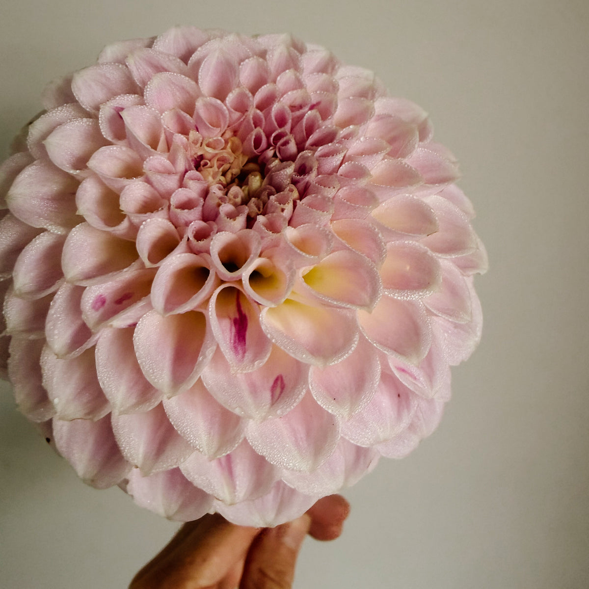 Formby Pearl Dahlia Tuber