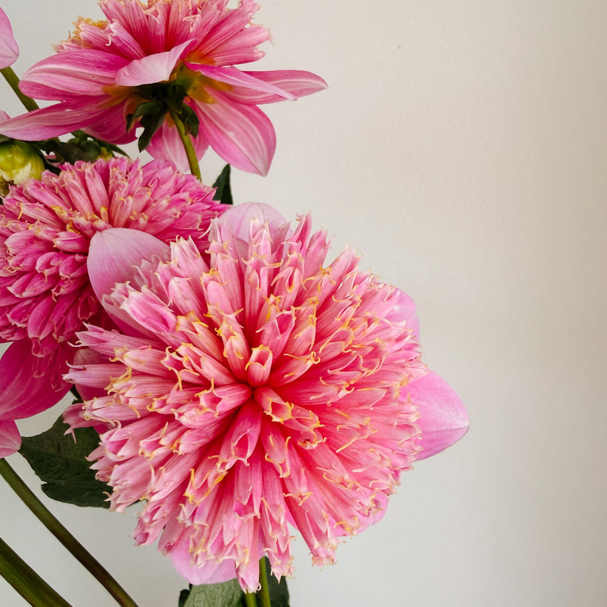 Sandia Pouffe Dahlia Tuber