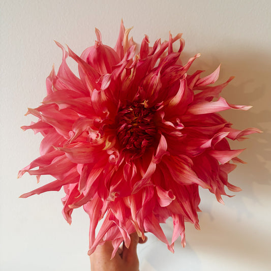 Penhill Watermelon Dahlia Tuber