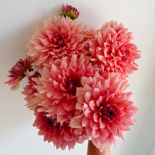 WV Victorian Blush Dahlia Tuber