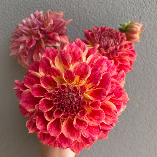 Winkie Rhubarb Dahlia Tuber