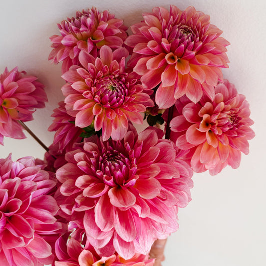 EF Kirac Dahlia Tuber