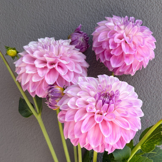 Warraview Leanne Dahlia Tuber
