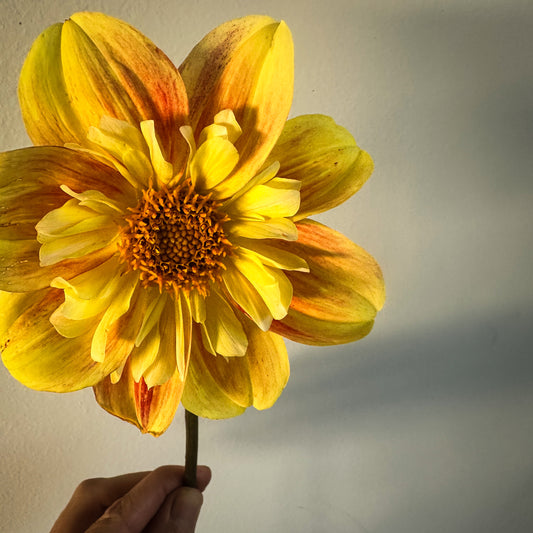 Ernestina Dahlia Tuber