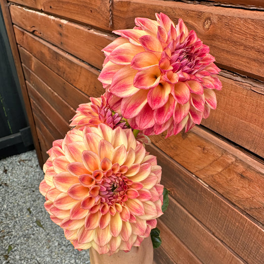 Darbro Highland Dahlia Tuber