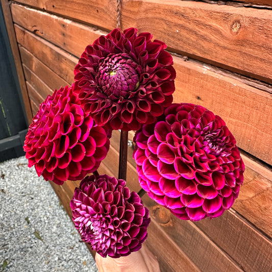Ivanetti Dahlia Tuber