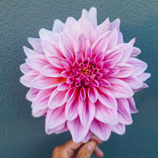 Edge of Gold Dahlia Tuber