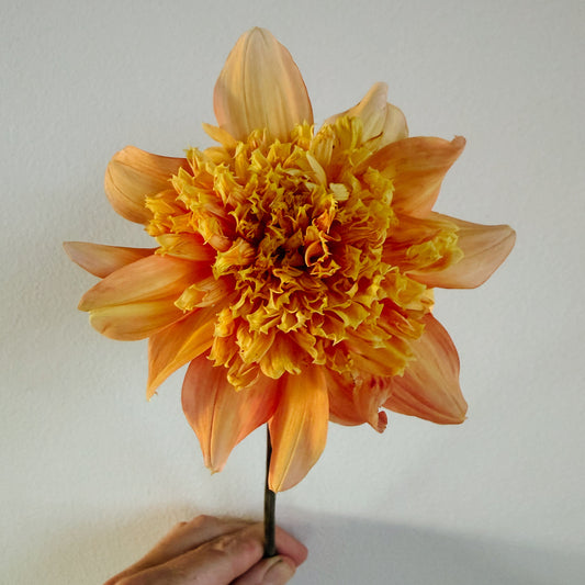 Christie's Promise Dahlia Tuber