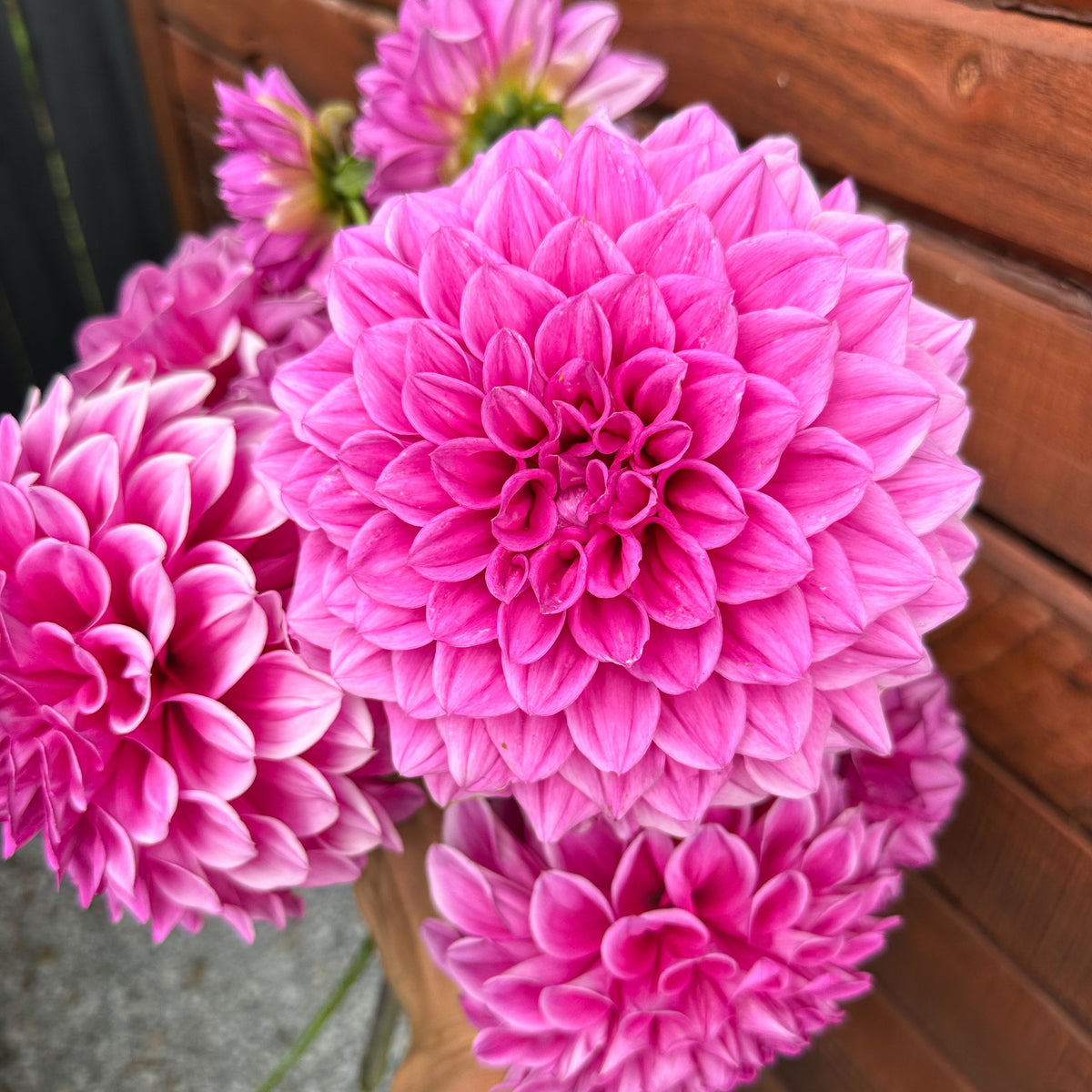 Brian R Dahlia Tuber