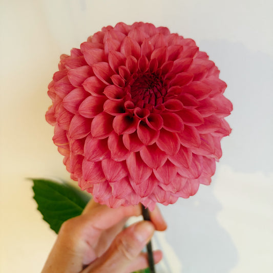 Warraview Watermelon Dahlia Tuber