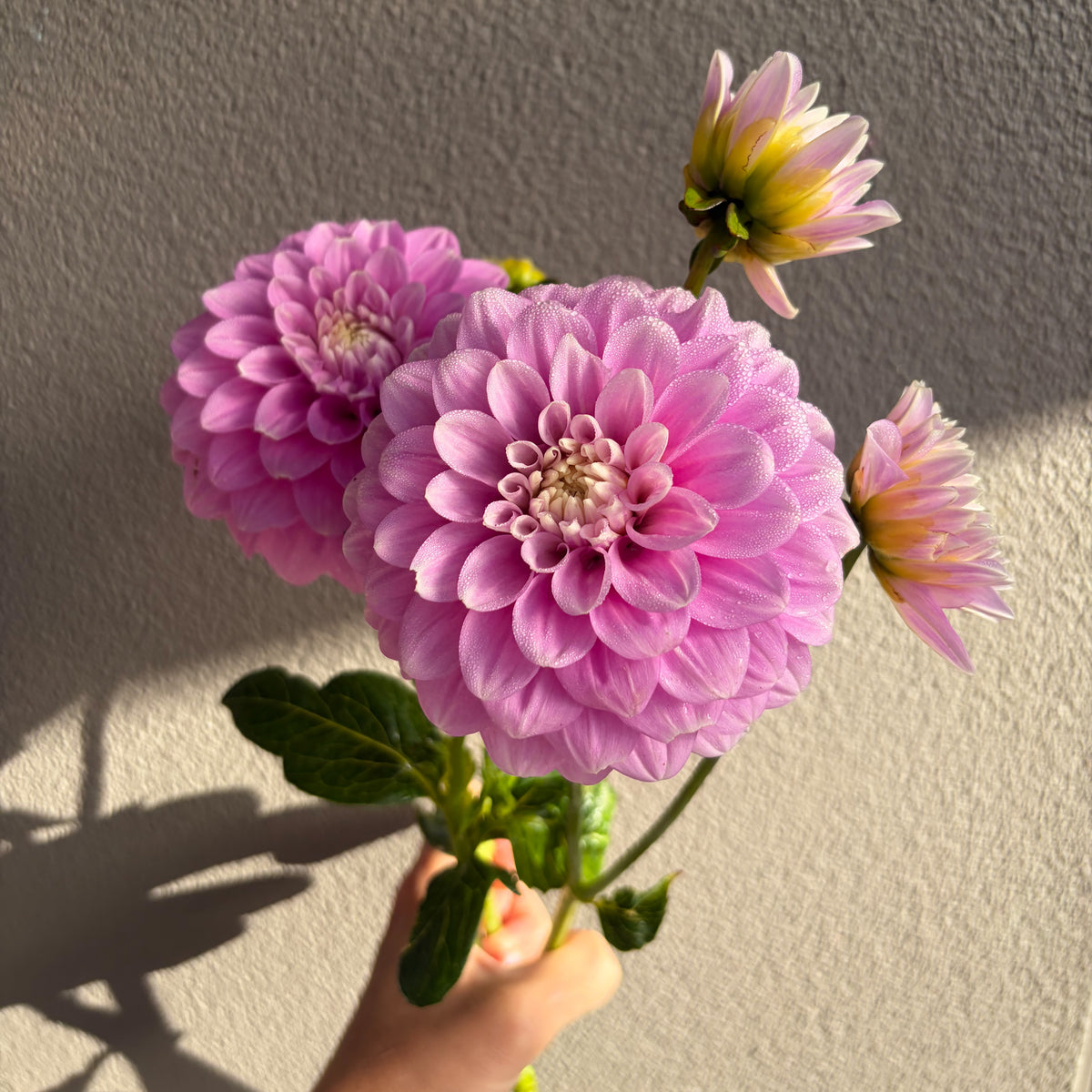 Glenmarc Margaret Dahlia Tuber