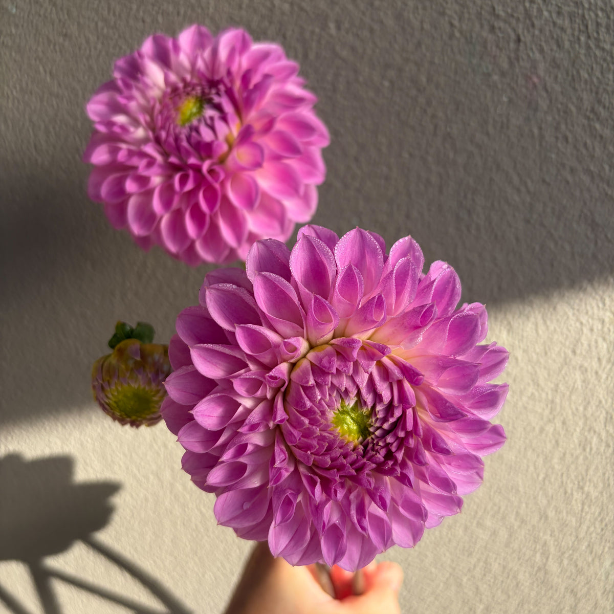 Coorabell Zoe Dahlia Tuber