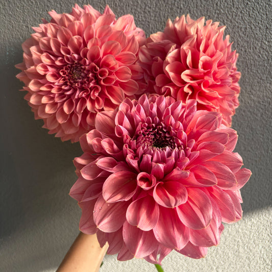 Kiara Marilyn Dahlia Tuber