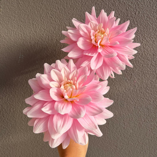 Monolith Dahlia Tuber