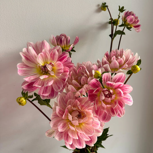 Kelgai Ann Dahlia Tuber