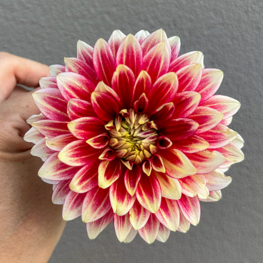 Coral Isle Dahlia Tuber