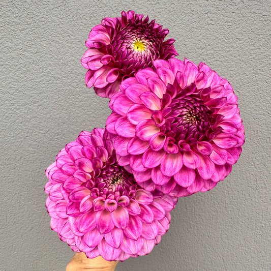 Devon Saigon Dahlia Tuber