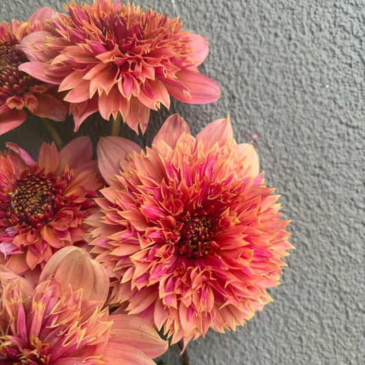 Ron's beauty Dahlia Tuber