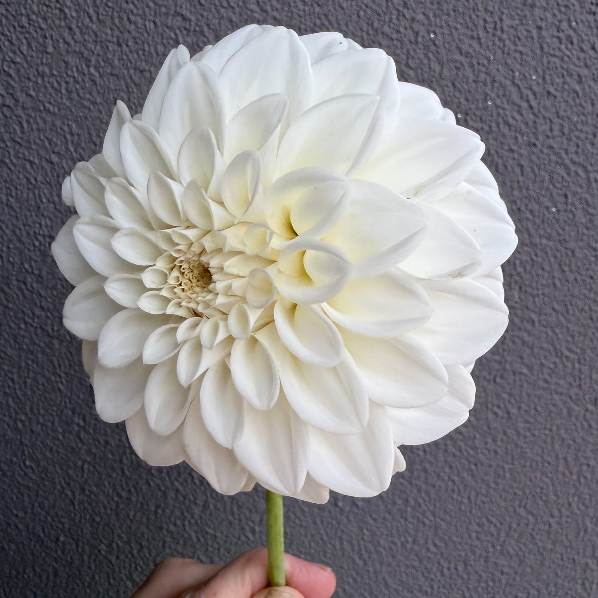 Coorabell Alpine Dahlia Tuber