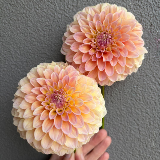 Coorabell Moonglow Dahlia Tuber