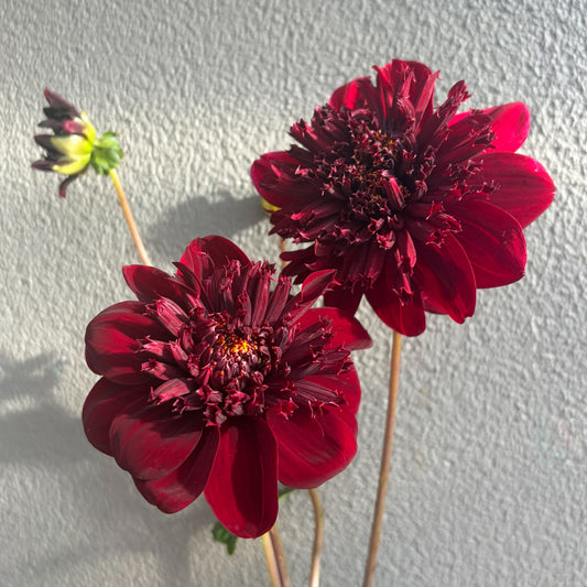 Balgo Jim Dahlia Tuber