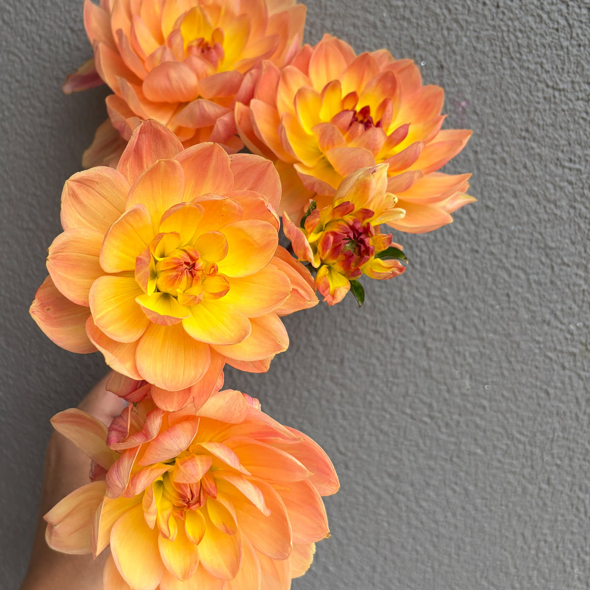 Granite Peachy Dahlia Tuber