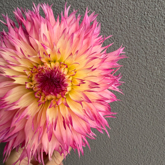 Pinelands Princess Dahlia Tuber